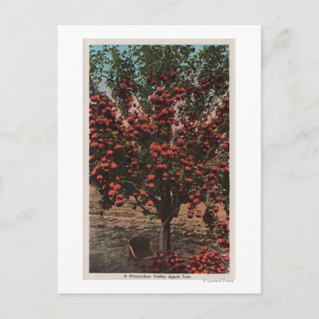 Cartão Postal Wenatchee, WAA Wenatchee Valley Apple Tree (Frente)