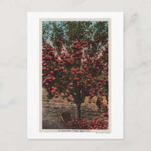 Cartão Postal Wenatchee, WAA Wenatchee Valley Apple Tree
