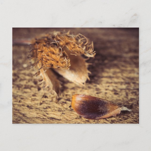 Cartão Postal Wenin Samen zum Baum wird ... (Frente)