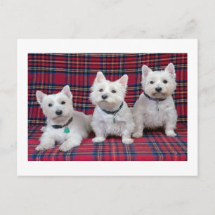 Cartão Postal West Highland Terrier