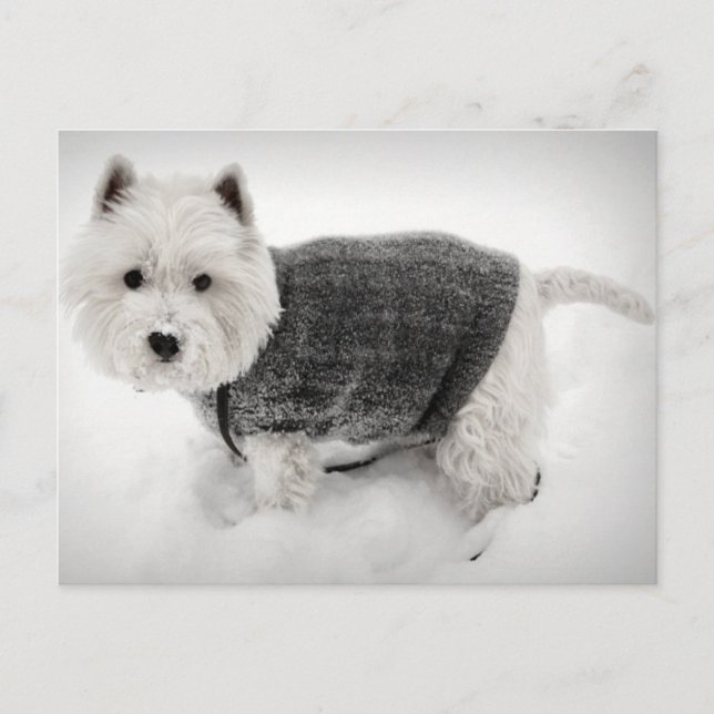 Cartão Postal West Highland Terrier em Sweater na neve (Frente)