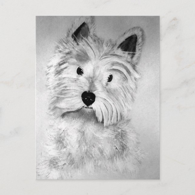 Cartão Postal West Highland White Terrier (Frente)