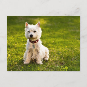 Cartão Postal West Highland White Terrier