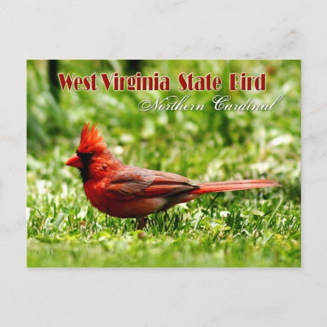 Cartão Postal West Virginia State Bird - Cardinal Norte (Frente)