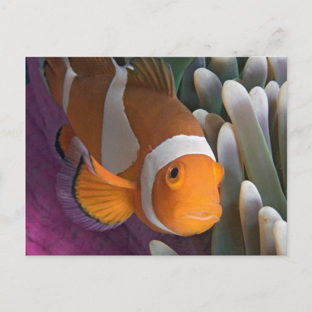 Cartão Postal Western Clown Anemone Fish (Frente)