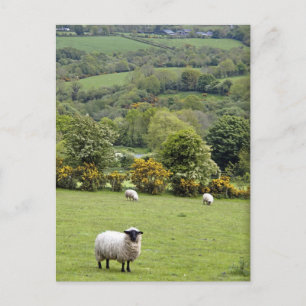 Cartão Postal Western Ireland, Dingle Peninsula, broad
