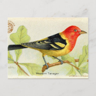 Cartão Postal Western Tanager