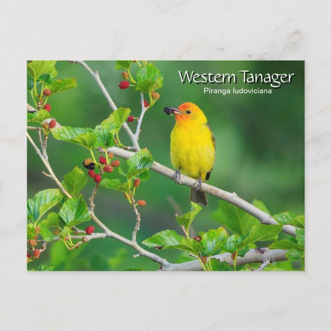 Cartão Postal Western Tanager Yellow (Frente)