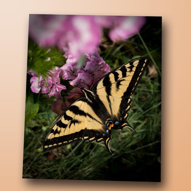 Cartão Postal Western Tiger Swallowtail Butterfly Foto Closeup (Western tiger swallowtail butterfly closeup photo, yellow and black wings, pink summer garden flower)
