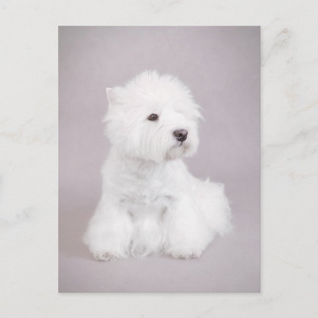 Cartão Postal Westie (Frente)