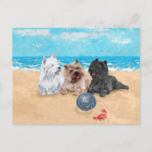 Cartão Postal Westie com Cairn Terriers na Praia