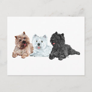 Cartão Postal Westie com dois Cairn Terriers