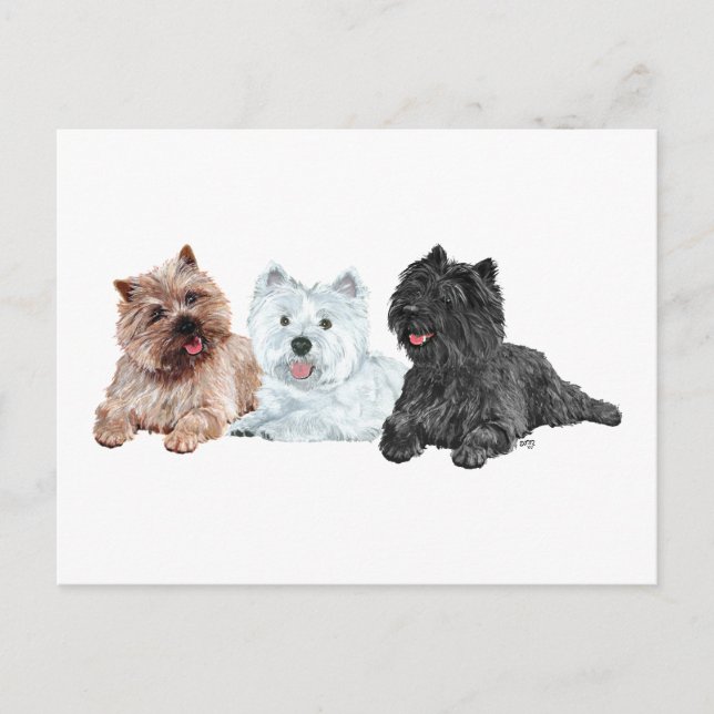Cartão Postal Westie com dois Cairn Terriers (Frente)