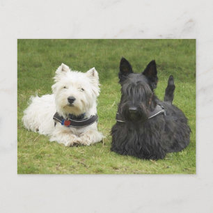 Cartão Postal Westie e Scottie na grama verde