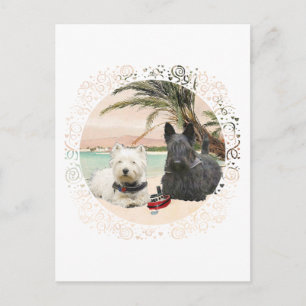 Cartão Postal Westie e Scottie na Praia Palmy
