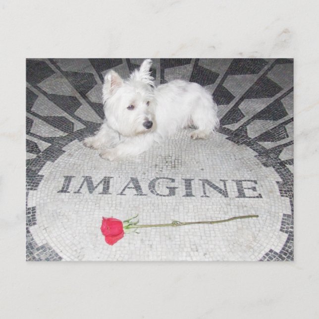 Cartão Postal Westie Imagine a paz mundial (Frente)