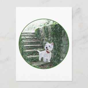 Cartão Postal Westie nos Degraus de Hera