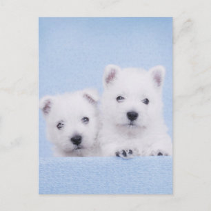 Cartão Postal Westies azuis