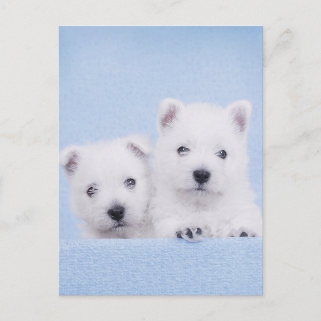 Cartão Postal Westies azuis (Frente)