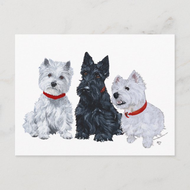 Cartão Postal Westies e um Scottie Juntos (Frente)