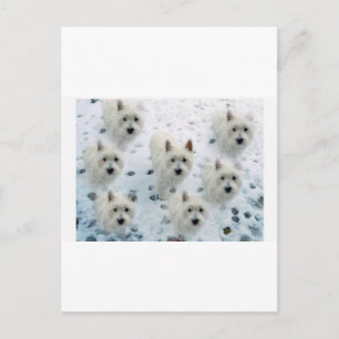 CARTÃO POSTAL WESTIES NA NEVE