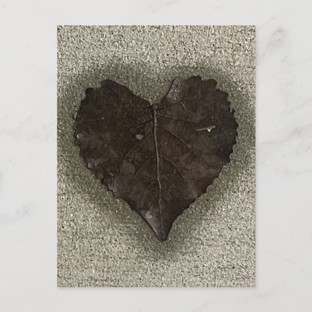 Cartão Postal Wet Heart Shaped Leaf on Sidewalk Photo (Frente)