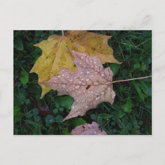 Cartão postal Wet Leaf