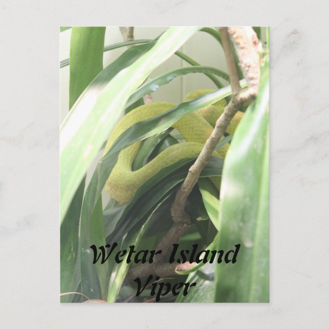 Cartão Postal Wetar Island Viper (Frente)
