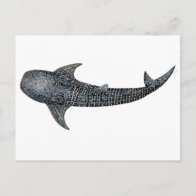 Cartão Postal Whale shark (Frente)