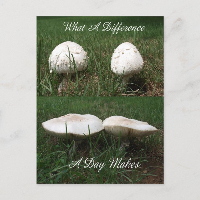 Cartão Postal What A Difference A Day Makes (Frente)