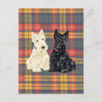 Wheaten e Black Scottish Terriers