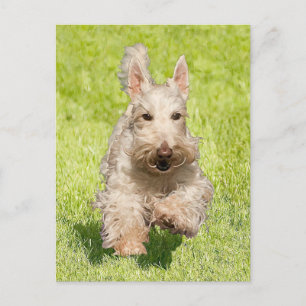 Cartão Postal Wheaten Scottie Running Free