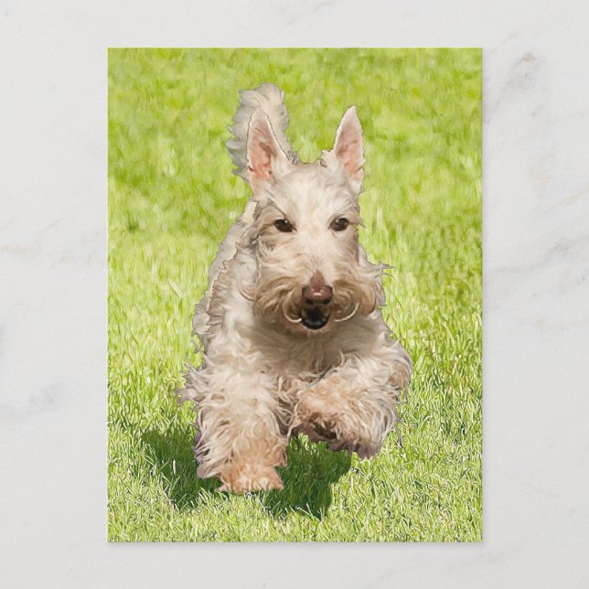 Cartão Postal Wheaten Scottie Running Free (Frente)