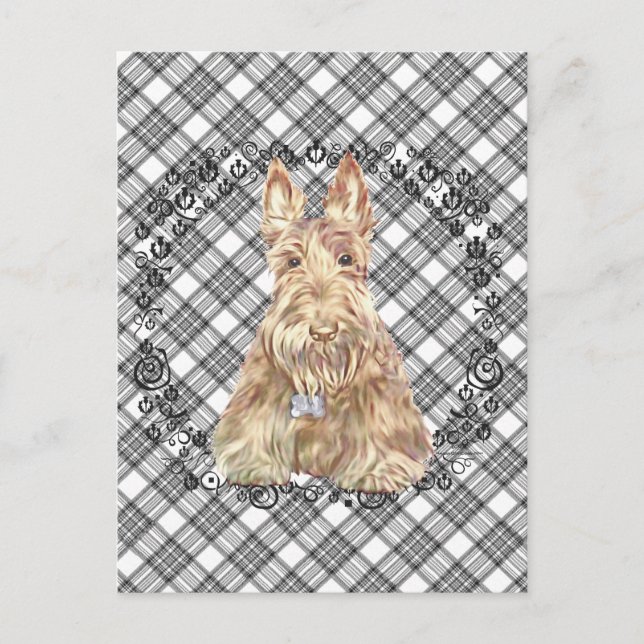 Cartão Postal Wheaten Scottie Tartan (Frente)