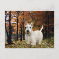Wheaten Scottish Terrier Autumn