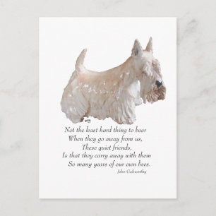Cartão Postal Wheaten Scottish Terrier Ponte do Arco-íris