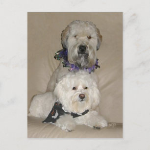 Cartão Postal Wheaten Terrier e Havanese