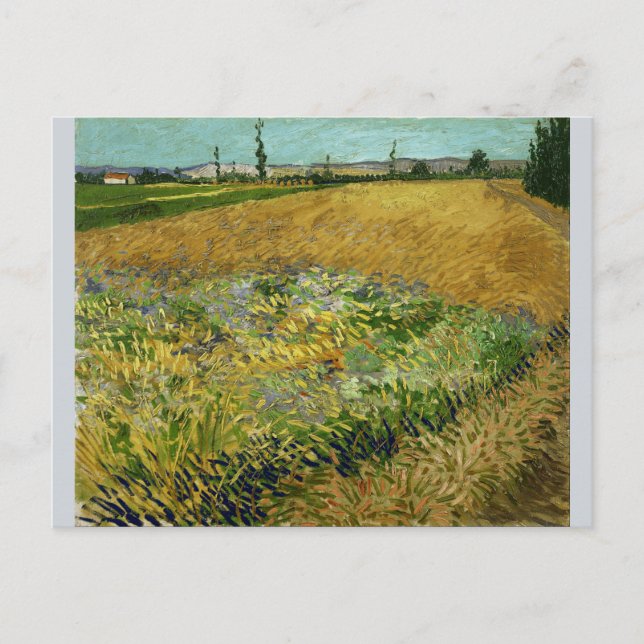 Cartão Postal Wheatfield por Vincent Van Gogh (Frente)