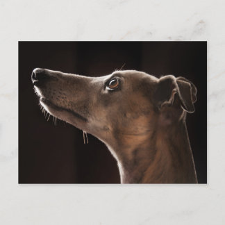 Cartão Postal Whippet