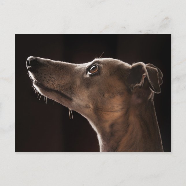 Cartão Postal Whippet (Frente)