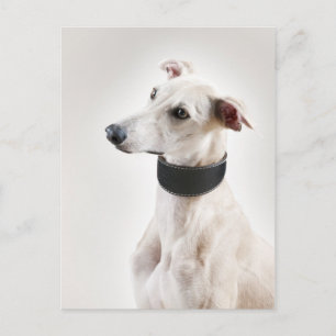 Cartão Postal Whippet