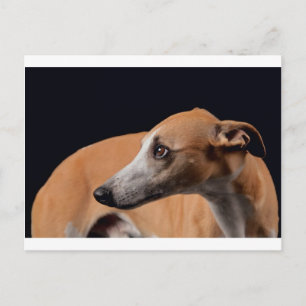 Cartão Postal Whippet