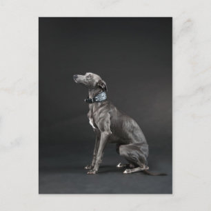 Cartão Postal Whippet azul
