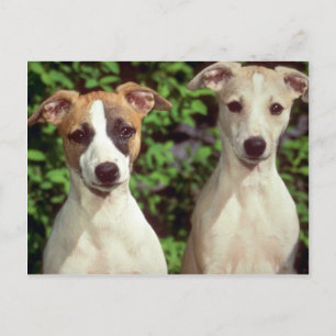 Cartão Postal Whippets