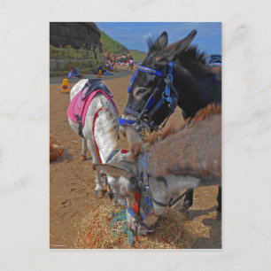 Cartão Postal Whitby Donkeys