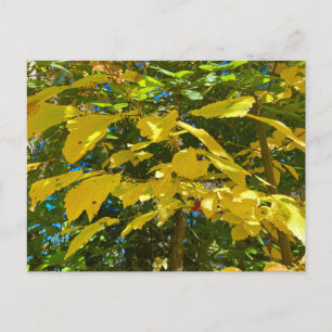 Cartão postal Whitcher Hazel