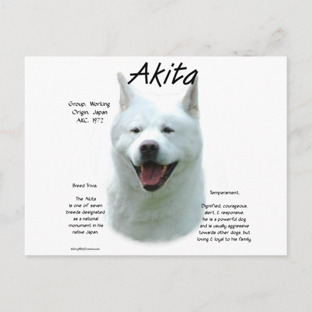 Cartão Postal White Akita (Frente)