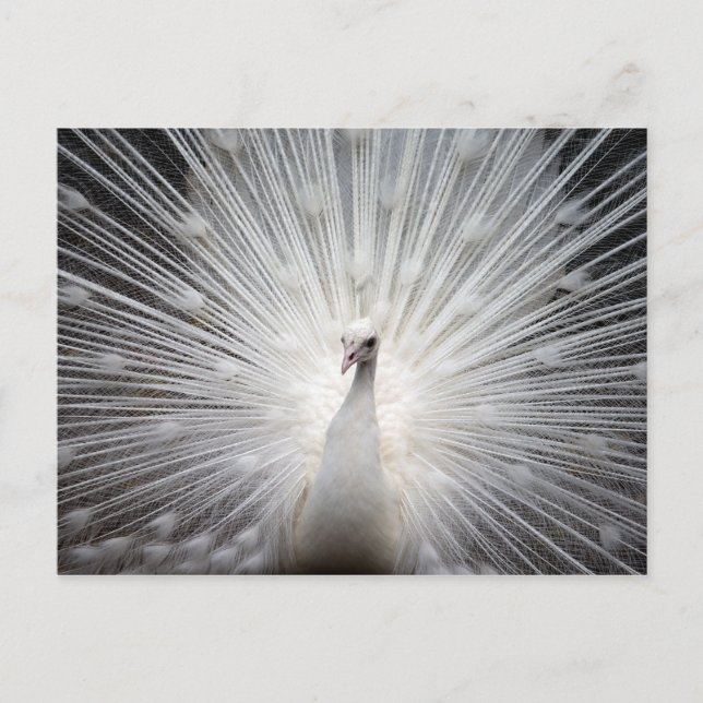 Cartão Postal White Albino Peacock Stunning Wall Art (Frente)