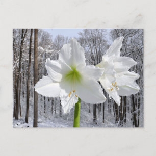 Cartão Postal White Amaryllis e Snow I