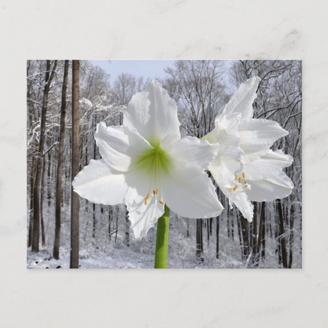 Cartão Postal White Amaryllis e Snow I (Frente)